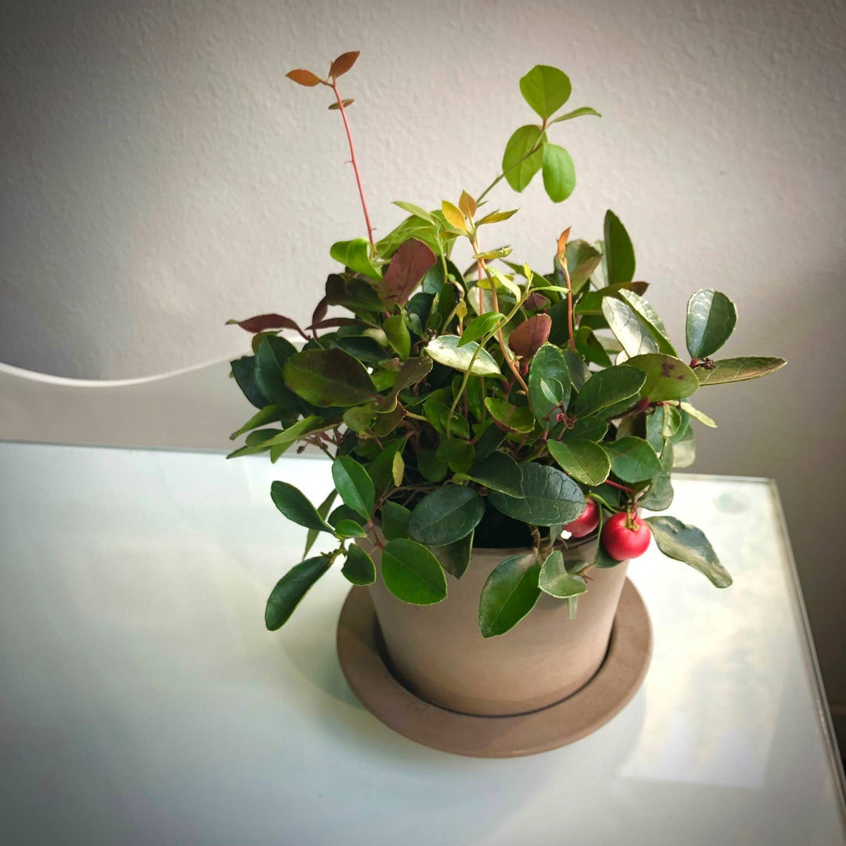 Garden Sprinkle Ornaments | Christmas Wintergreen | Fall