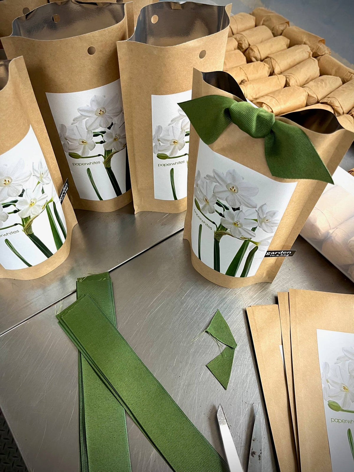 Garden in a Bag Paperwhites | Fall & Christmas | Best Seller
