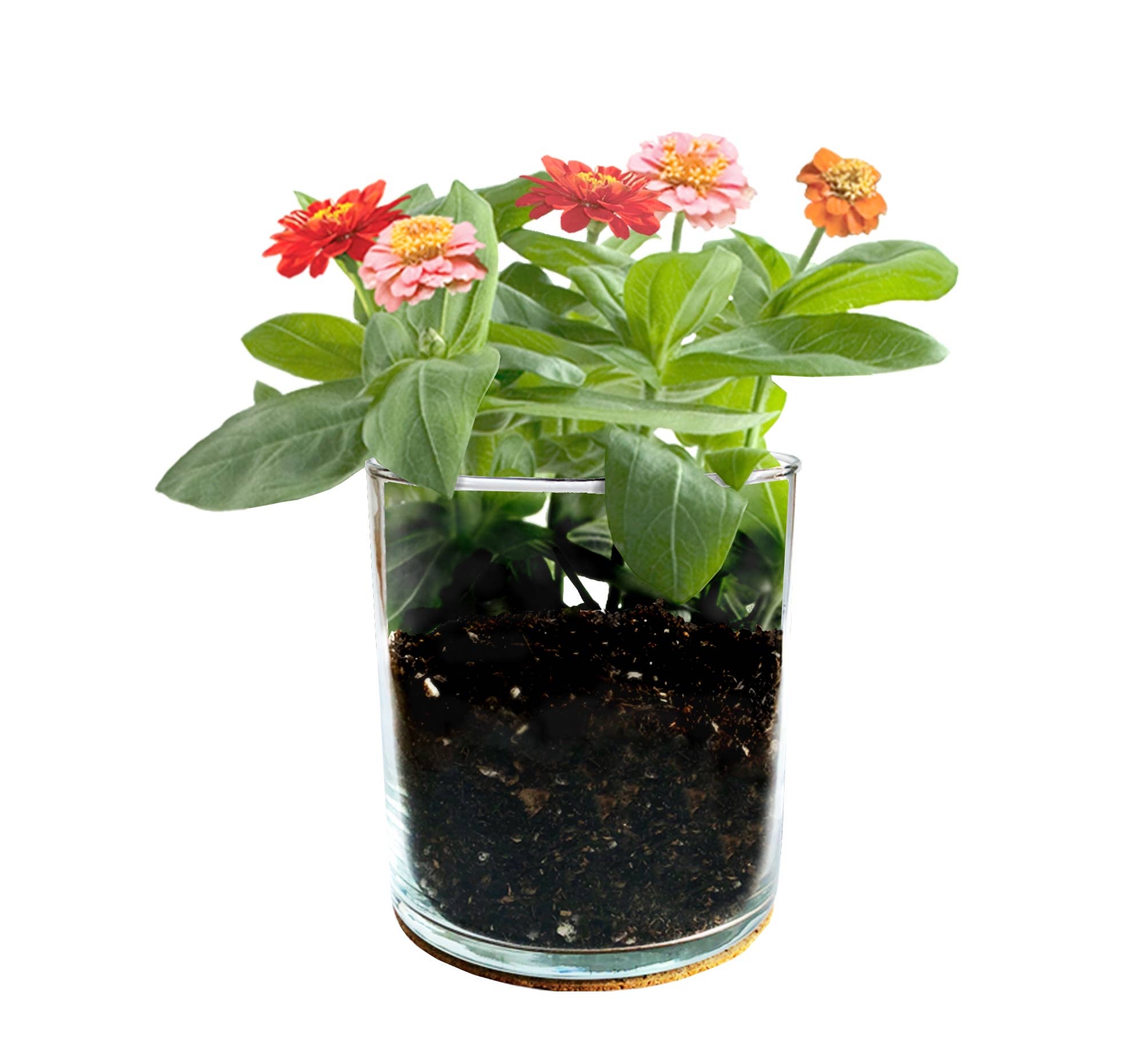 Essential | Mom Flower Garden | Mother's Day | Mixed Zinnia