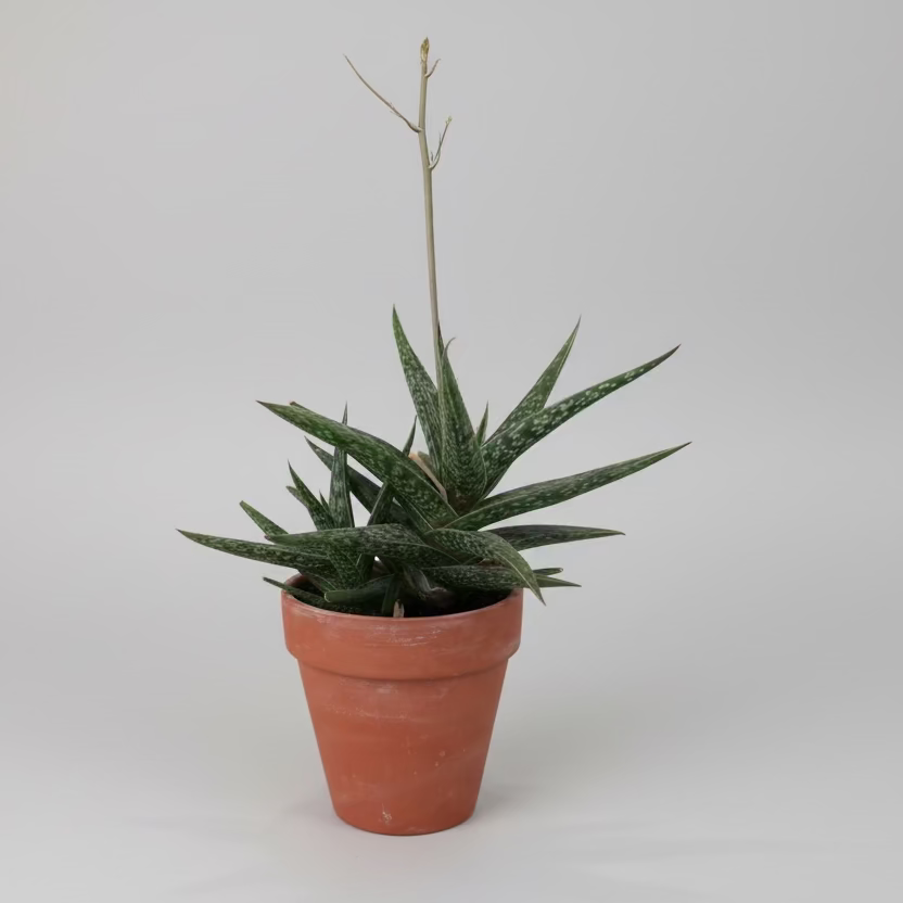 Locally Grown Plants