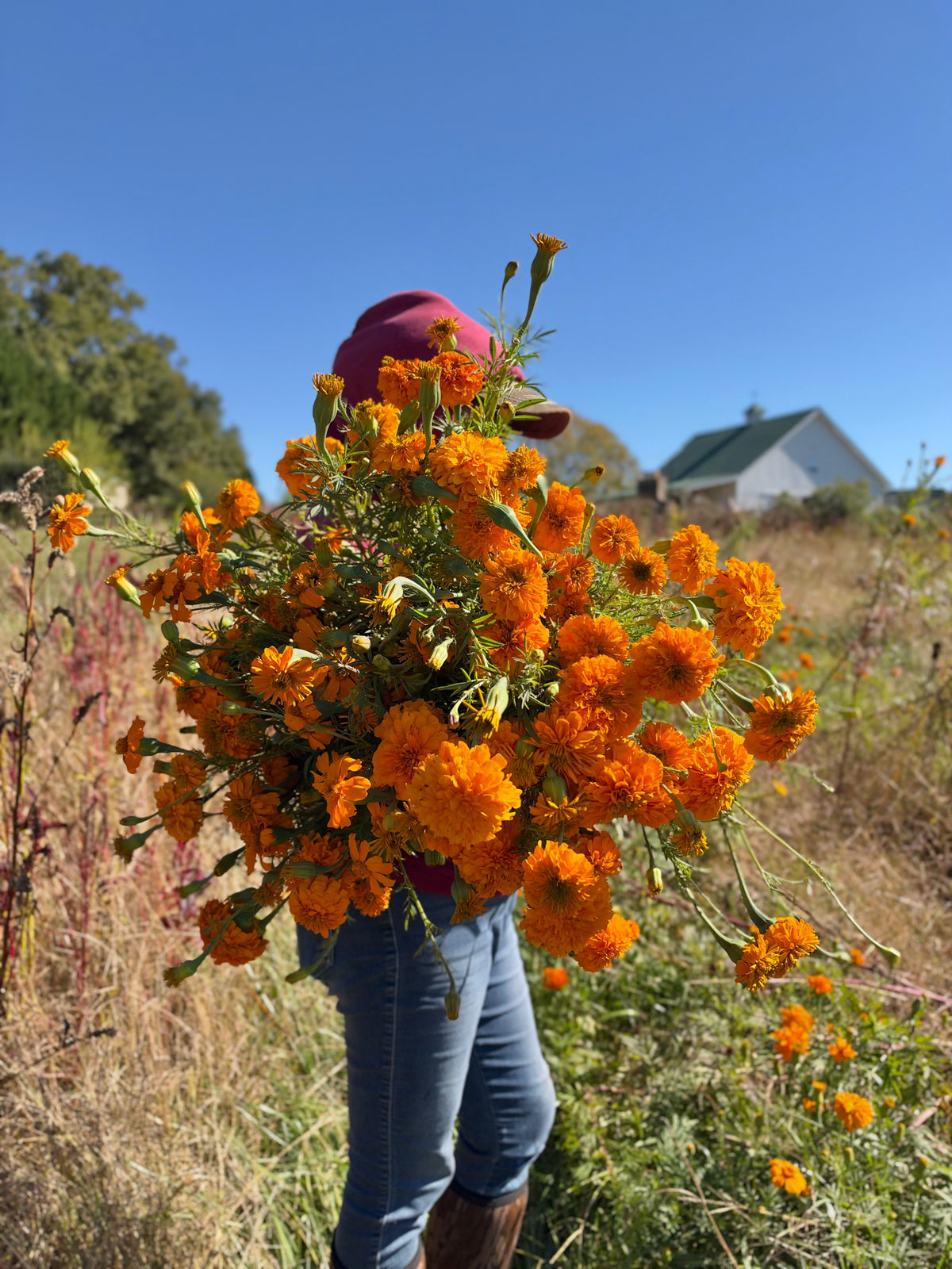 Farm-Grown Cempasúchil | Dia de los Muertos Marigolds