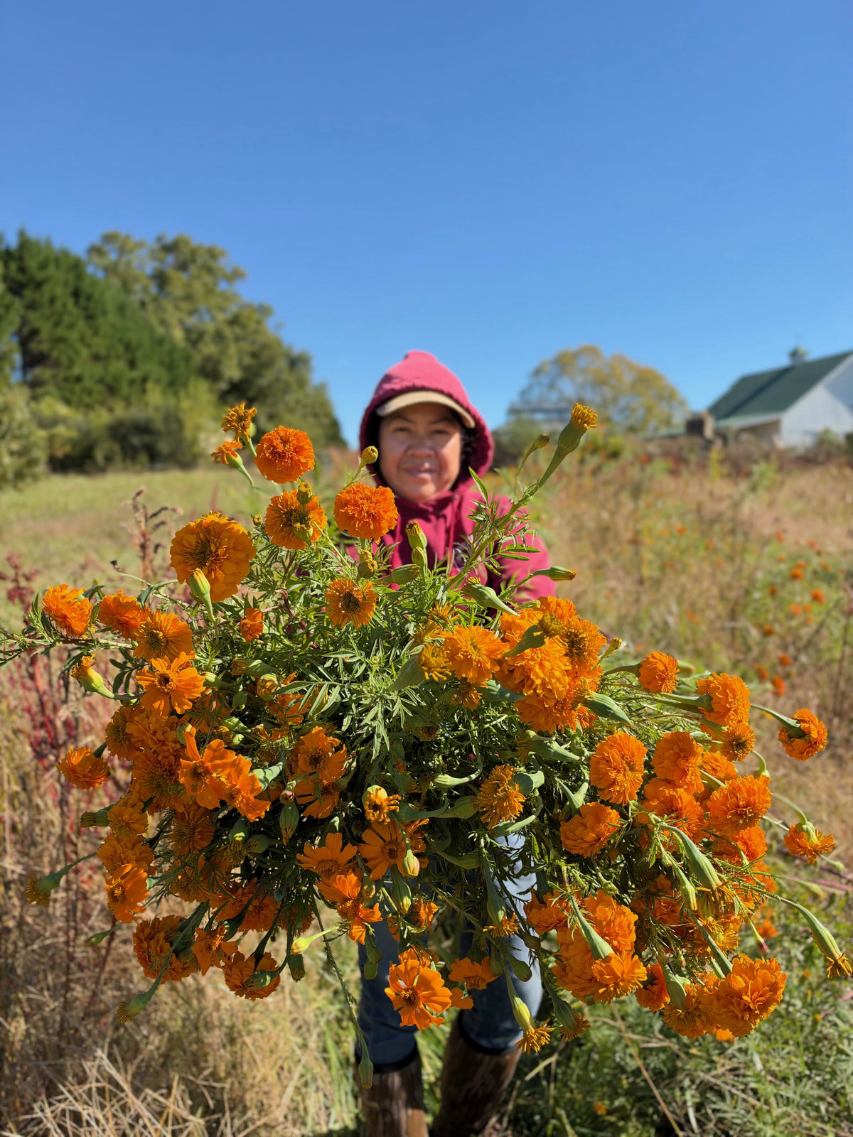 Farm-Grown Cempasúchil | Dia de los Muertos Marigolds