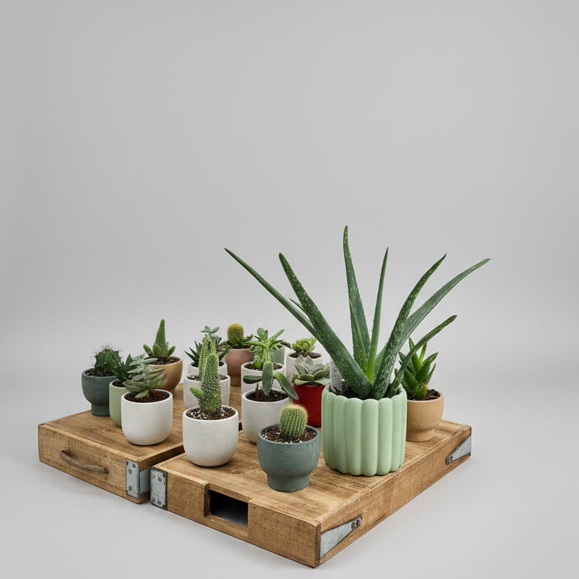 Aloe in Concrete Planter