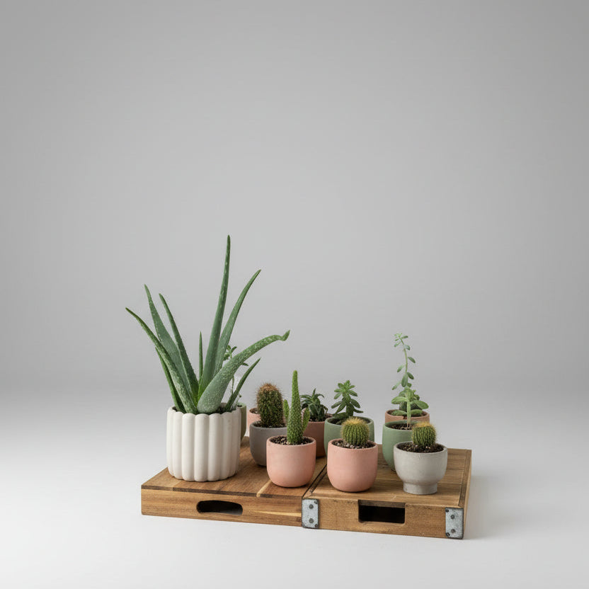 Aloe in Concrete Planter
