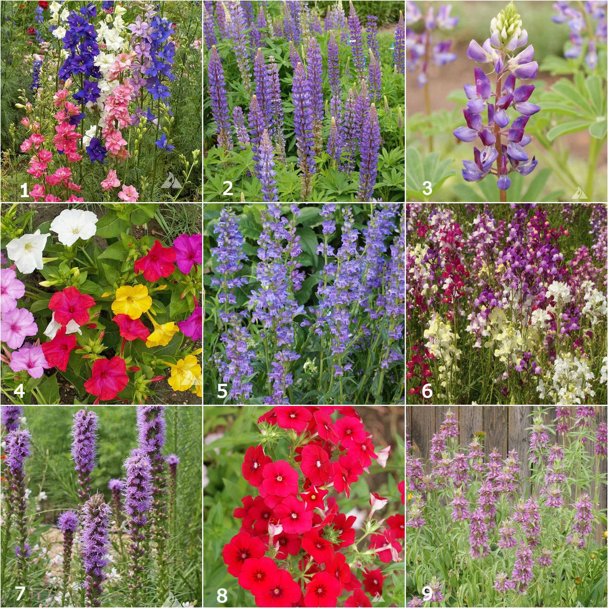 Garden Sprinkles Hummingbird | Best Seller | Spring Garden 