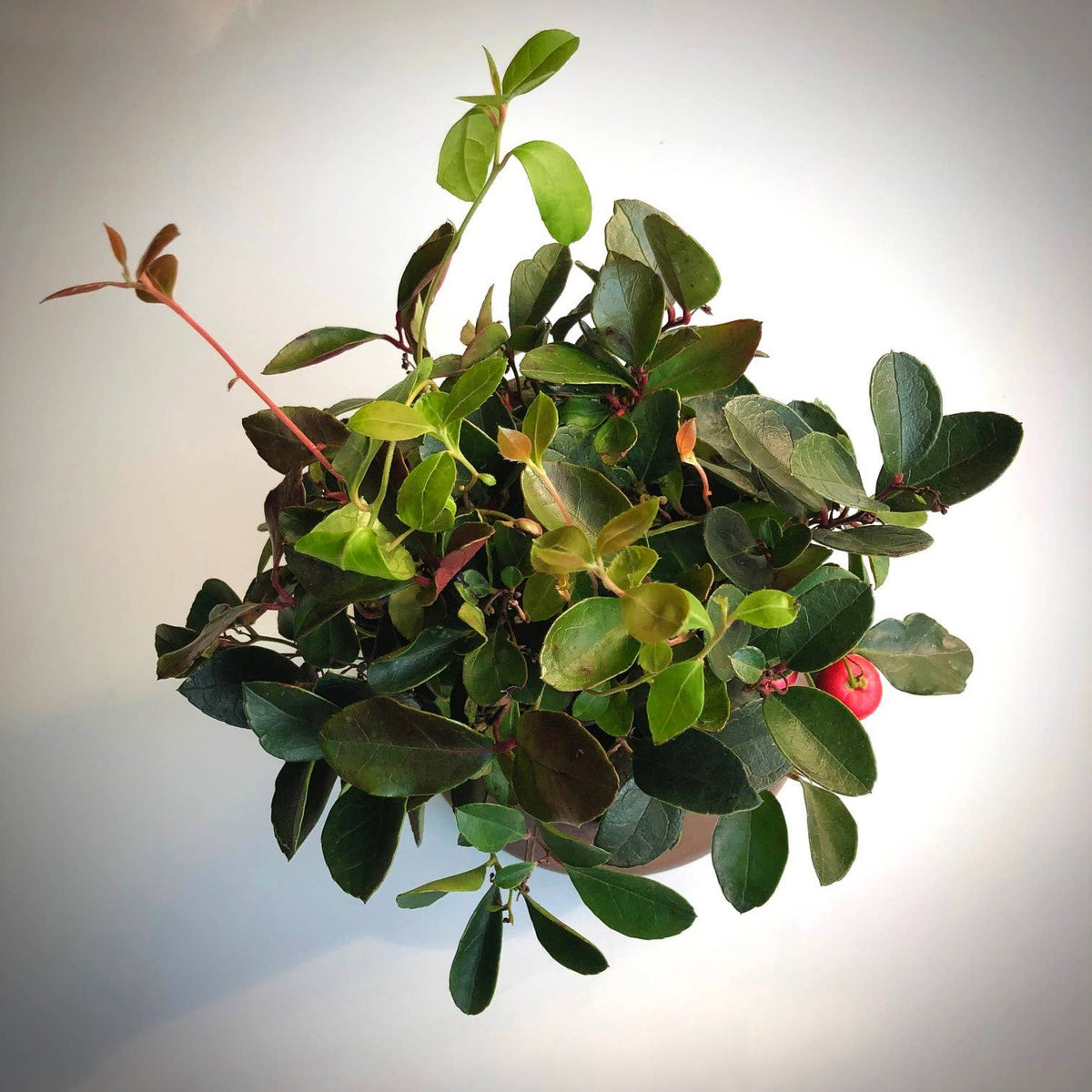 Garden Sprinkle Ornaments | Christmas Wintergreen | Fall