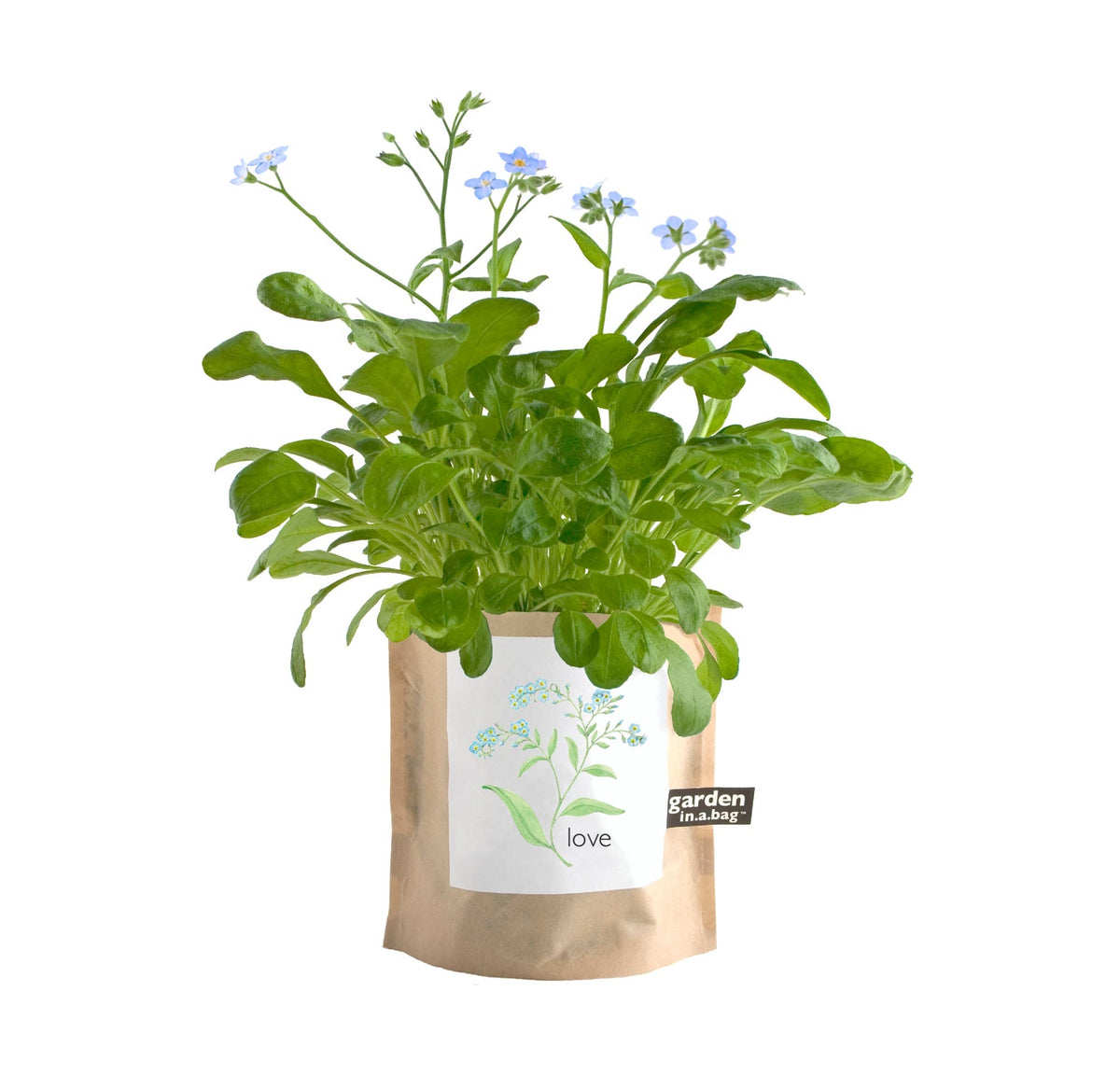 Garden Sprinkles | Forget-Me-Not | Wedding favor idea