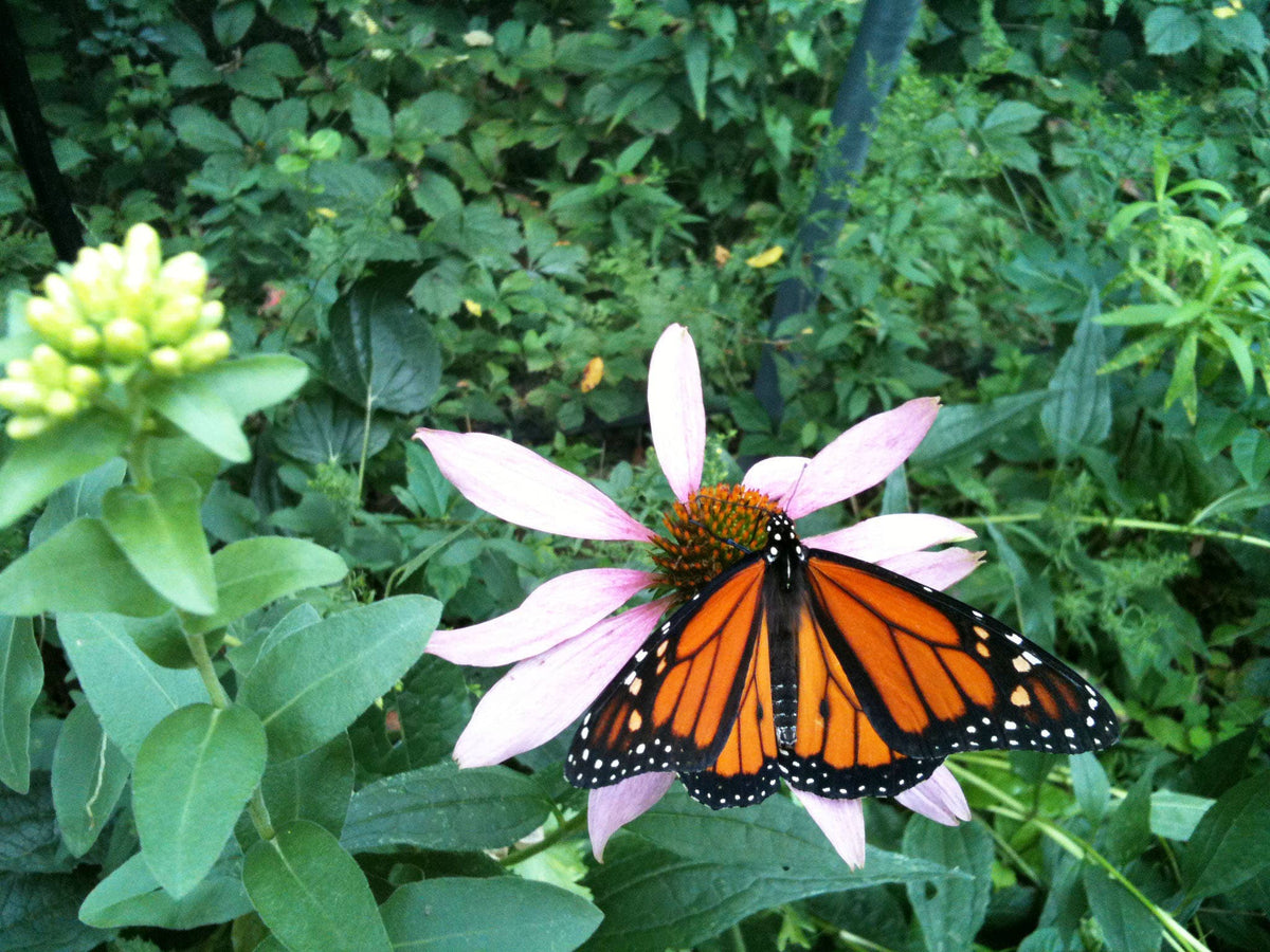 Garden Sprinkles | Monarch Milkweed & Flower Garden | Spring