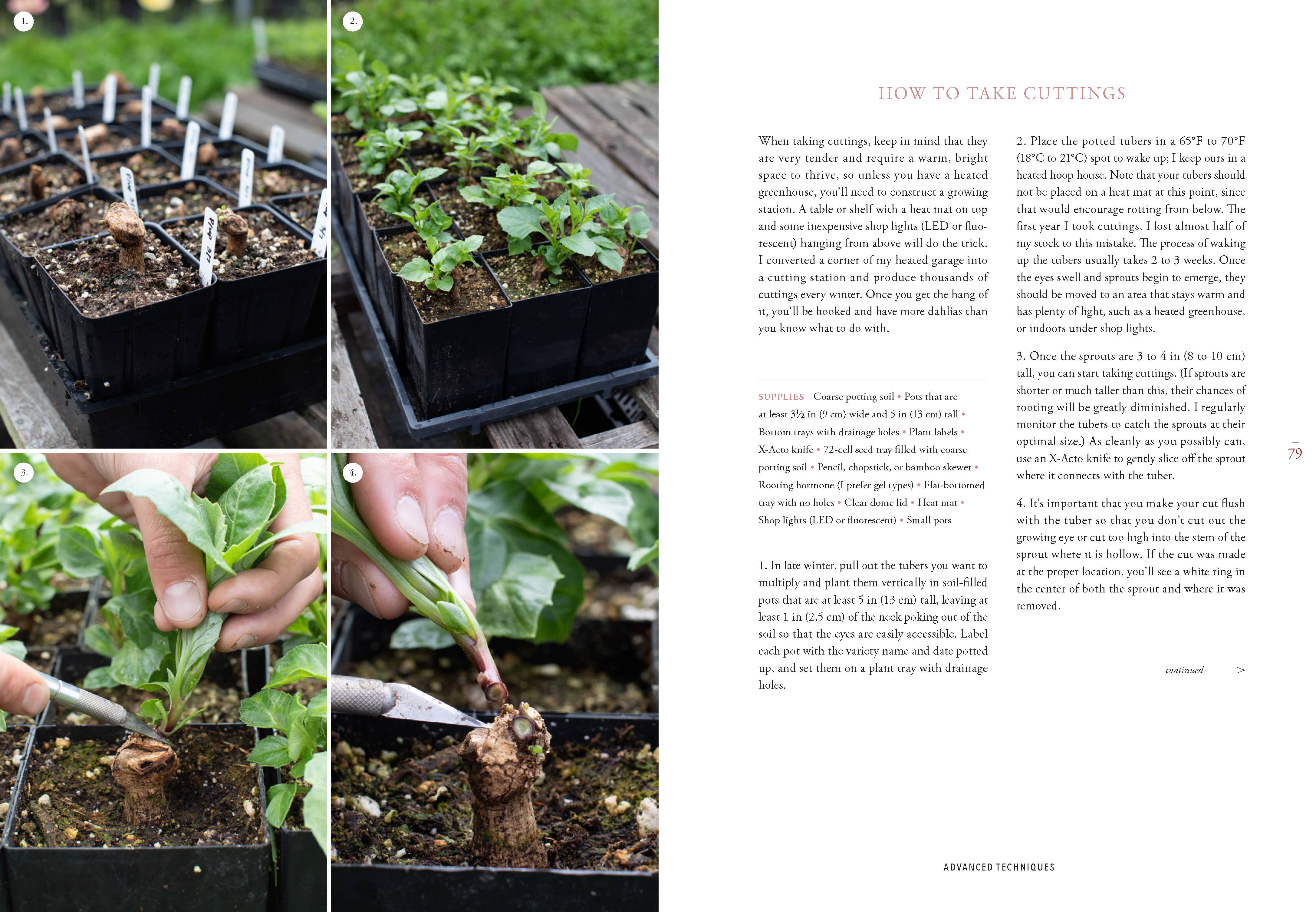 Floret Farm's Discovering Dahlias