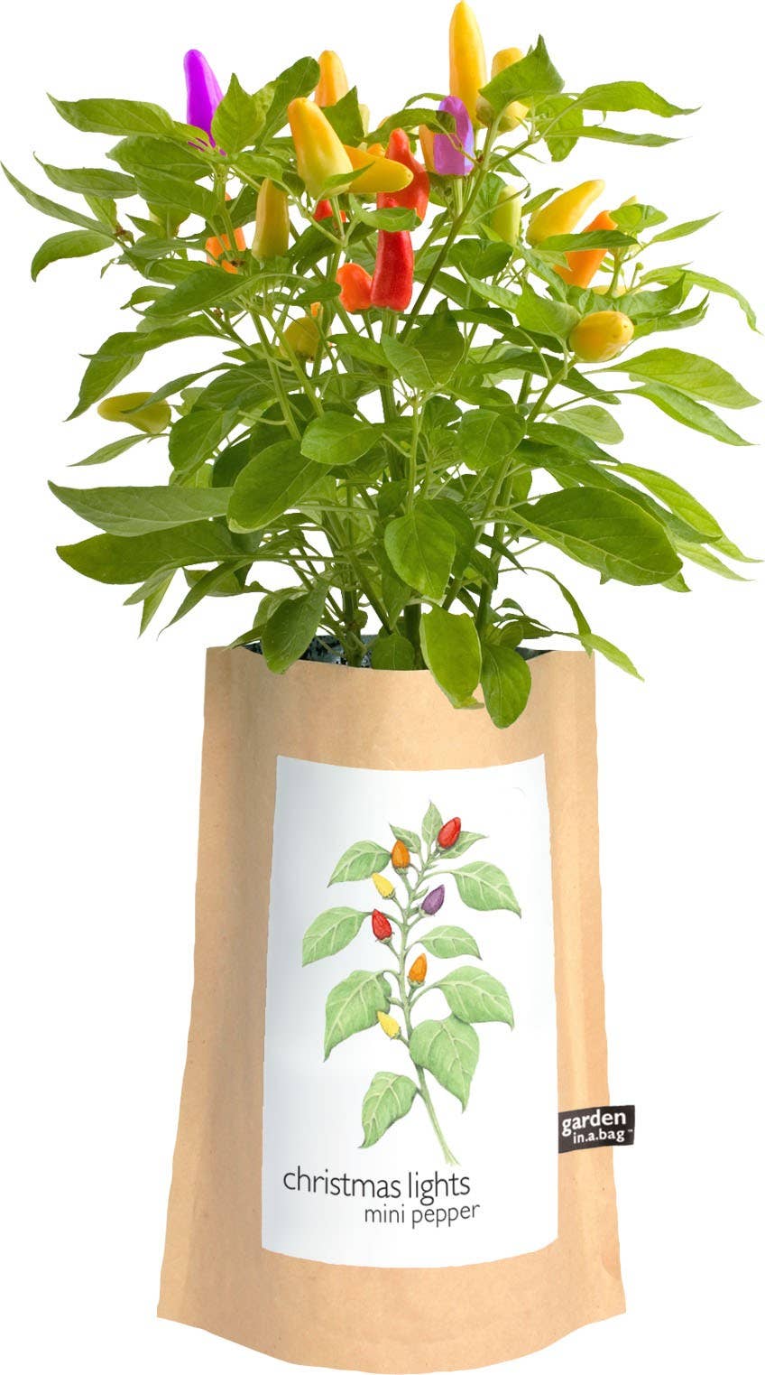 Garden in a Bag Christmas Lights Peppers | Best Seller